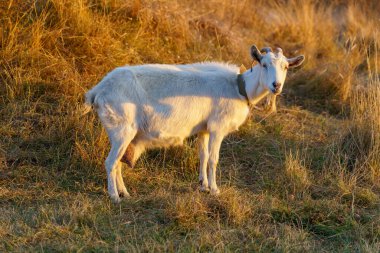 Bir keçi çayırda otluyor. Metin veya yazı için kopyalama alanı olan arkaplan