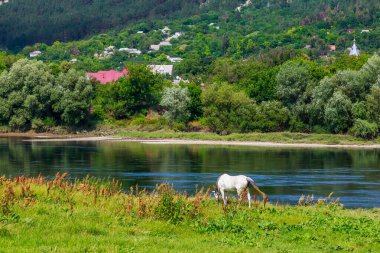 At çayırda otluyor. Metin için kopyalama alanı olan arkaplan