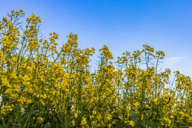 Açan kolza tohumu. Biyodizel ve petrol üretiminin ekonomik önemi. Kopyalama alanı olan tarım arkaplanı