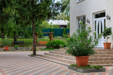 Saksıda çiçekler. İyi bir şehir çevresi için bahçe ve peyzaj tasarımı. Seçici odak arkaplanı ve metin veya harf için kopyalama alanı