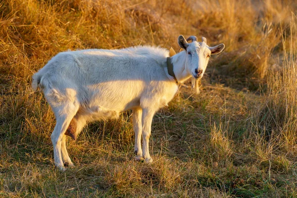 Une Chèvre Broute Dans Une Prairie Village Arrière Plan Avec — Photo