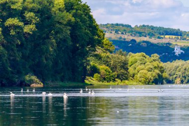 Vahşi doğadaki kuğular. Metin veya yazıtlar için kopyalama alanı olan bir arkaplan. Seçici odak