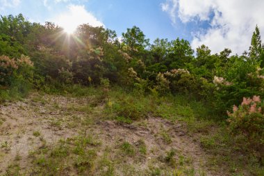 Orman. Metin veya harf için kopyalama alanı olan doğa arkaplanı.