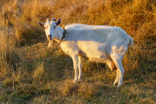 Una Capra Brucia Prato Del Villaggio Sfondo Con Spazio Copia — Foto Stock