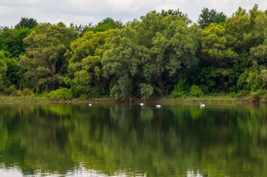 Geniş nehir. Metin veya harfler için kopya alanı olan Doğu Avrupa arka planı. Balık tutmak ve rafting yapmak için ideal. Bir turistin gözlerinden bak.