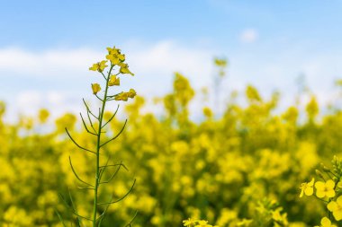 Açan kolza tohumu. Biyodizel ve petrol üretiminin ekonomik önemi. Kopyalama alanı olan tarım arkaplanı