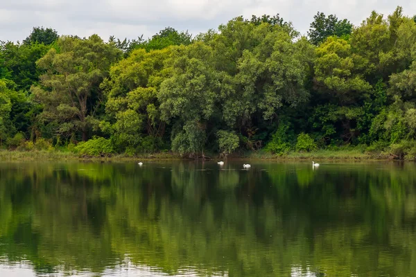 Geniş nehir. Metin veya harfler için kopya alanı olan Doğu Avrupa arka planı. Balık tutmak ve rafting yapmak için ideal. Bir turistin gözlerinden bak.