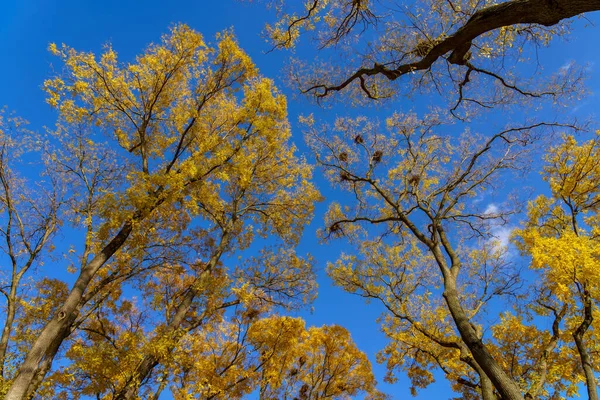 Ramos Muito Bonitos Árvores Outono Natureza Fundo Com Espaço Cópia — Fotografia de Stock