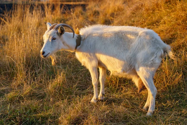 Une Chèvre Broute Dans Une Prairie Village Arrière Plan Avec — Photo