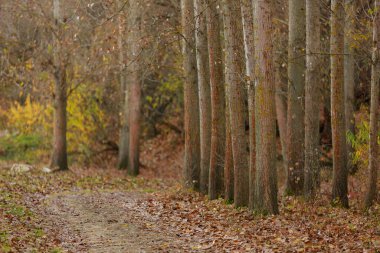 Ormandaki ya da ormandaki ağaç gövdeleri. Metin için kopyalama alanı olan arkaplan