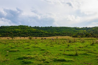 Tipik Moldova yeşil tarım ülkesi Moldova Cumhuriyeti manzarası. Metin veya yazı için kopyalama alanı olan arkaplan