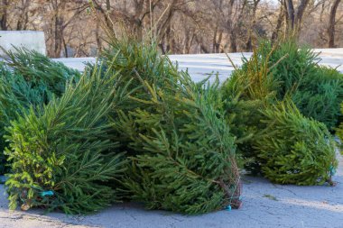 Noel ağacı pazarında doğal Noel ağaçları yaşarız. Metin veya harf için kopyalama alanı olan arkaplan.