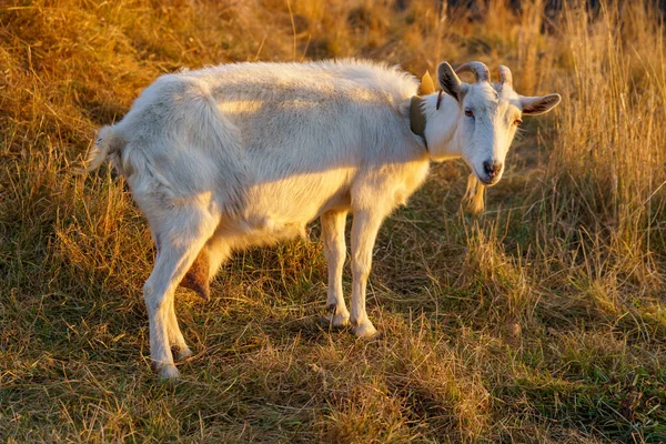 Une Chèvre Broute Dans Une Prairie Village Arrière Plan Avec — Photo