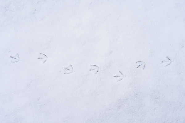 Vogelsporen Sneeuw Achtergrond Met Kopieerruimte Voor Tekst — Stockfoto