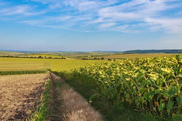 Landwirtschaftliche Felder Mit Fruchtbarem Boden Einem Agrarland Hintergrund Mit Kopierraum — Stockfoto