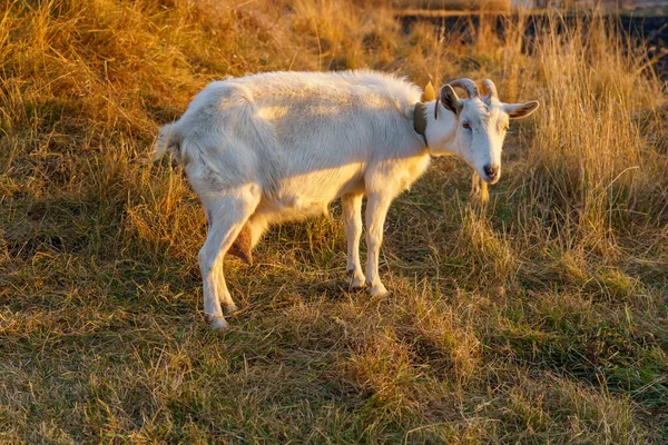 Une Chèvre Broute Dans Une Prairie Village Arrière Plan Avec — Photo