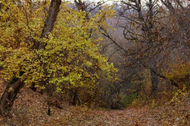 Orman. Metin veya harf için kopyalama alanı olan doğa arkaplanı.