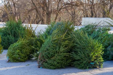 Noel ağacı pazarında doğal Noel ağaçları yaşarız. Metin veya harf için kopyalama alanı olan arkaplan.