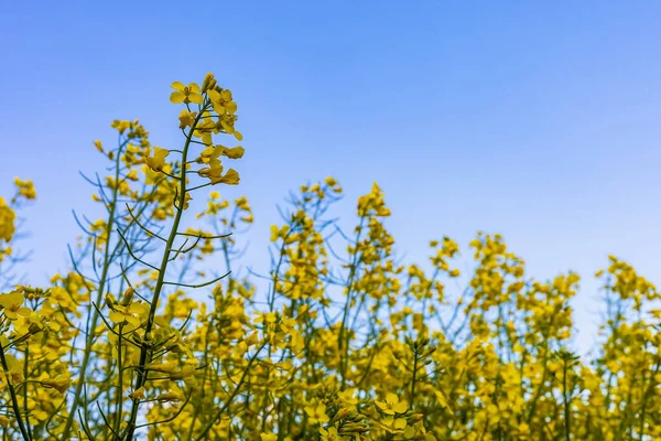 Açan kolza tohumu. Biyodizel ve petrol üretiminin ekonomik önemi. Kopyalama alanı olan tarım arkaplanı