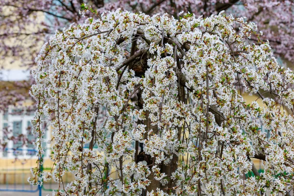 Floraison Arbres Fruitiers Printemps Fleurs Sur Les Branches Mise Point — Photo