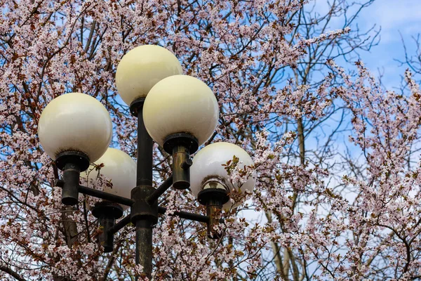 Plafonds Pilastro Lampione Urbano Sullo Sfondo Alberi Primaverili Fioriti Con — Foto Stock