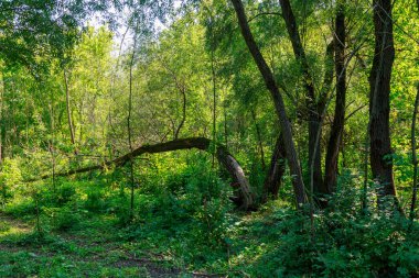 Orman. Metin veya harf için kopyalama alanı olan doğa arkaplanı.