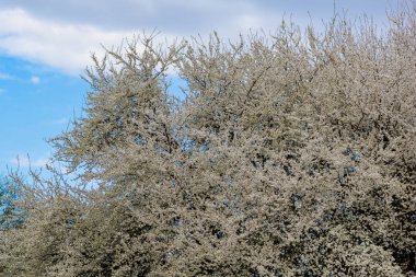 Baharda çiçek açan meyve ağaçları. Dallardaki çiçekler. Metin veya harf için bulanık arkaplan ve kopyalama alanı ile seçmeli odak.