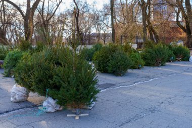 Noel ağacı pazarında doğal Noel ağaçları yaşarız. Metin veya harf için kopyalama alanı olan arkaplan.