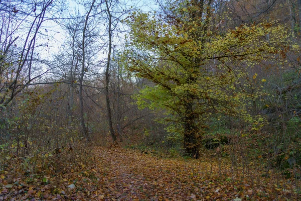 Sentiero Percorso Persone Nella Natura Sfondo Con Spazio Copia Testo — Foto Stock