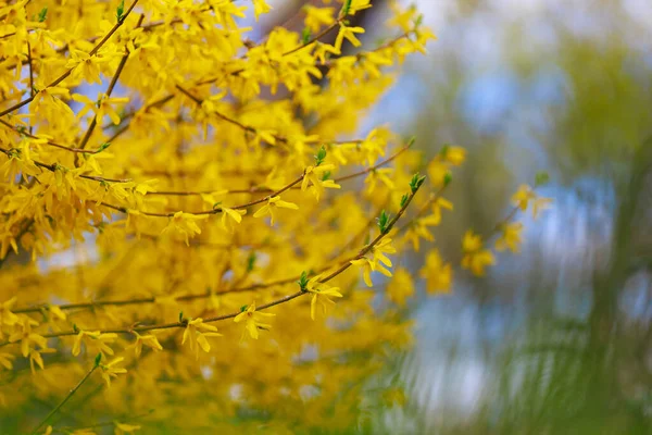 Floração Amarela Forsythia Arbusto Primavera Foco Seletivo Fundo Com Espaço — Fotografia de Stock