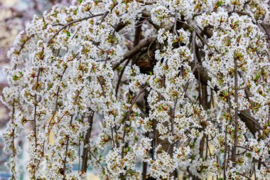 Baharda çiçek açan meyve ağaçları. Dallardaki çiçekler. Metin veya harf için bulanık arkaplan ve kopyalama alanı ile seçmeli odak.