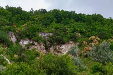 Orman. Metin veya harf için kopyalama alanı olan doğa arkaplanı.