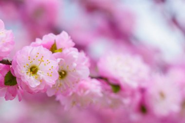 Bulanık arka planda seçici bir odak noktası olan çiçek açan sakura ağacı. Metin için odaklanmış arkaplan kopyalama alanı