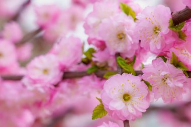 Çiçekler çiçek açan bir sakura ağacının dalında seçici bir odak noktası olan bulanık bir arka plan. Metin için odaklanmış arkaplan kopyalama alanı