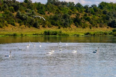 Vahşi doğadaki kuğular. Metin veya yazıtlar için kopyalama alanı olan bir arkaplan. Seçici odak