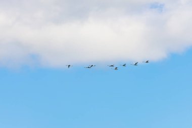Vahşi doğadaki kuğular. Metin veya yazıtlar için kopyalama alanı olan bir arkaplan. Seçici odak