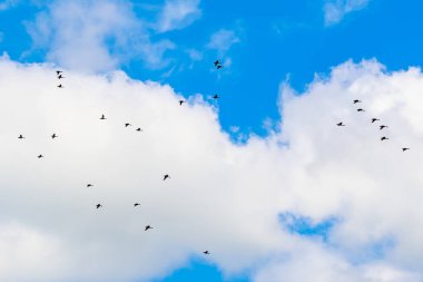 Doğadaki vahşi ördekler ve doğal yaşam alanı. Metin veya yazıtlar için kopyalama alanı olan bir arkaplan. Seçici odak