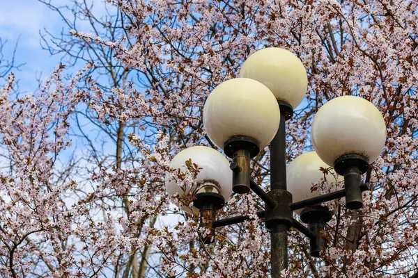 Plafonds Pilastro Lampione Urbano Sullo Sfondo Alberi Primaverili Fioriti Con — Foto Stock