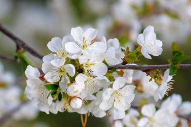 Bahar zamanı çiçek açan meyve ağaçları. Metin veya yazı için kopyalama alanı olan arkaplan