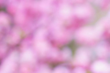 Fotokopi alanı gibi yumuşak, bulanık bir arka plan. Odaklanmamış sakura arkaplanı. Tasarım boş. Metin veya yazı için yer