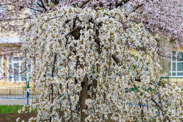 Árvores Frutíferas Florescentes Primavera Flores Ramos Foco Seletivo Com Fundo — Fotografia de Stock