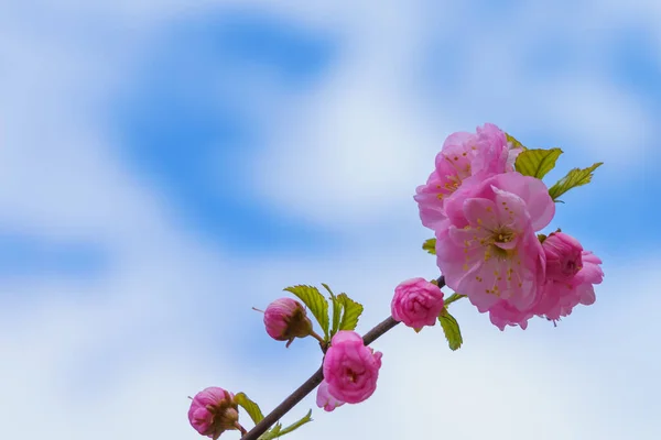 Kwitnący Kwiat Drzewa Sakura Selektywnym Naciskiem Niewyraźne Tło Rozproszone Tło — Zdjęcie stockowe