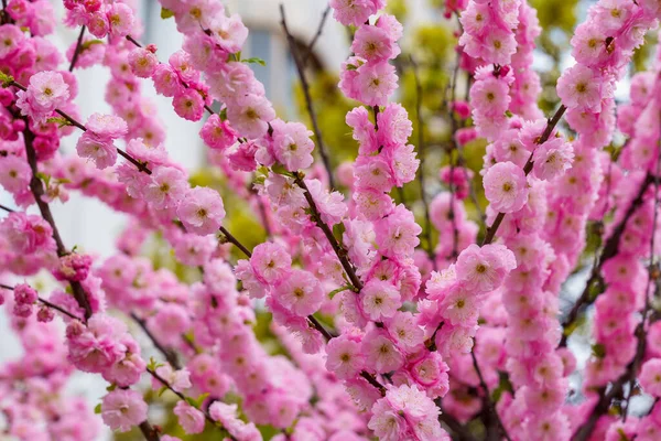 Branches Young Sakura Blossom Tree Selective Focus Blurred Background Backdrop — Fotografia de Stock