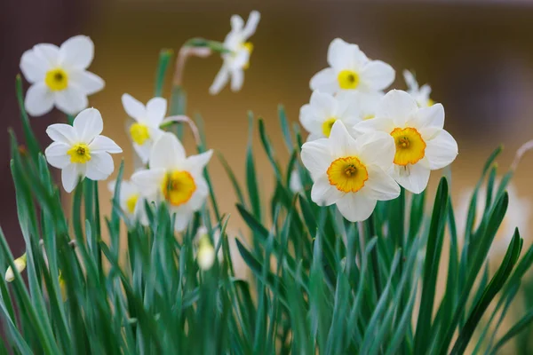 Spring Flowerbed Kwitnących Żonkili Wybiórcze Skupienie Tło Miejscem Kopiowania Tekstu — Zdjęcie stockowe