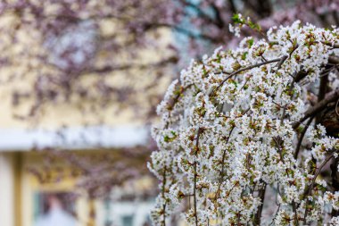 Baharda çiçek açan meyve ağaçları. Dallardaki çiçekler. Metin veya harf için bulanık arkaplan ve kopyalama alanı ile seçmeli odak.