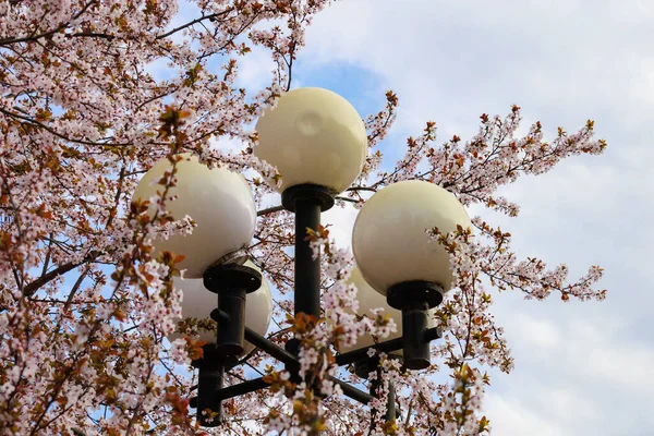 Plafonds Pilastro Lampione Urbano Sullo Sfondo Alberi Primaverili Fioriti Con — Foto Stock