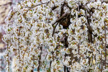 Baharda çiçek açan meyve ağaçları. Dallardaki çiçekler. Metin veya harf için bulanık arkaplan ve kopyalama alanı ile seçmeli odak.