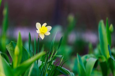 Çiçek açan nergislerle dolu bahar yatağı. Seçici odaklanma. Metin veya yazı için kopyalama alanı olan arkaplan