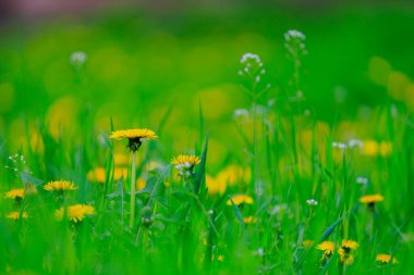 Doğada karahindiba otlağı. Bulanık arkaplanı olan seçici odaklanma. Metin veya harf için kopyalama alanı olan arkaplan