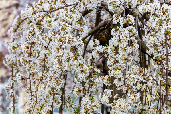 Baharda çiçek açan meyve ağaçları. Dallardaki çiçekler. Metin veya harf için bulanık arkaplan ve kopyalama alanı ile seçmeli odak.